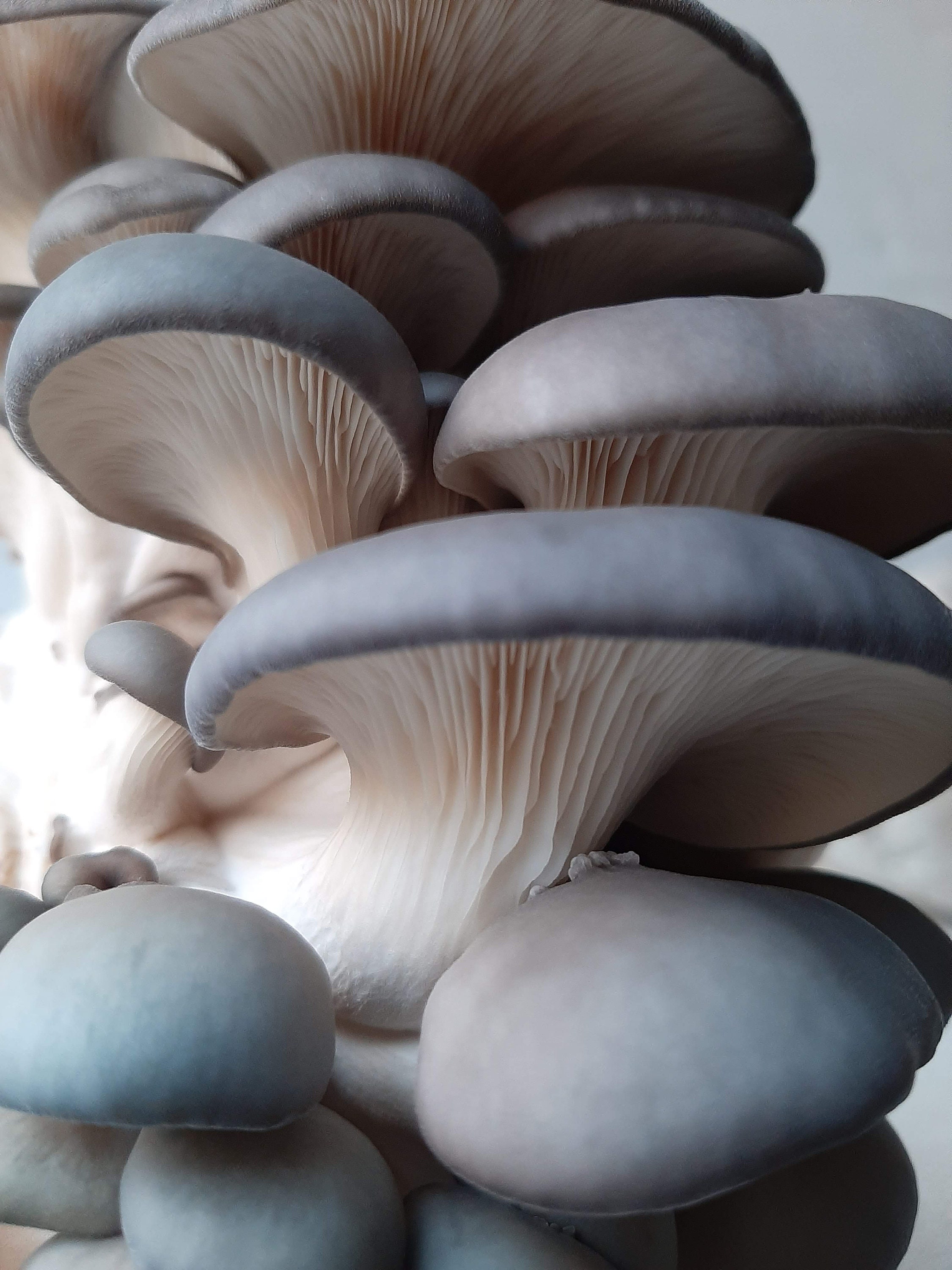 Biocoop Emporium - Idée cadeau Un kit de culture de champignons Pleurote ou  shii-take Bonne dégustation