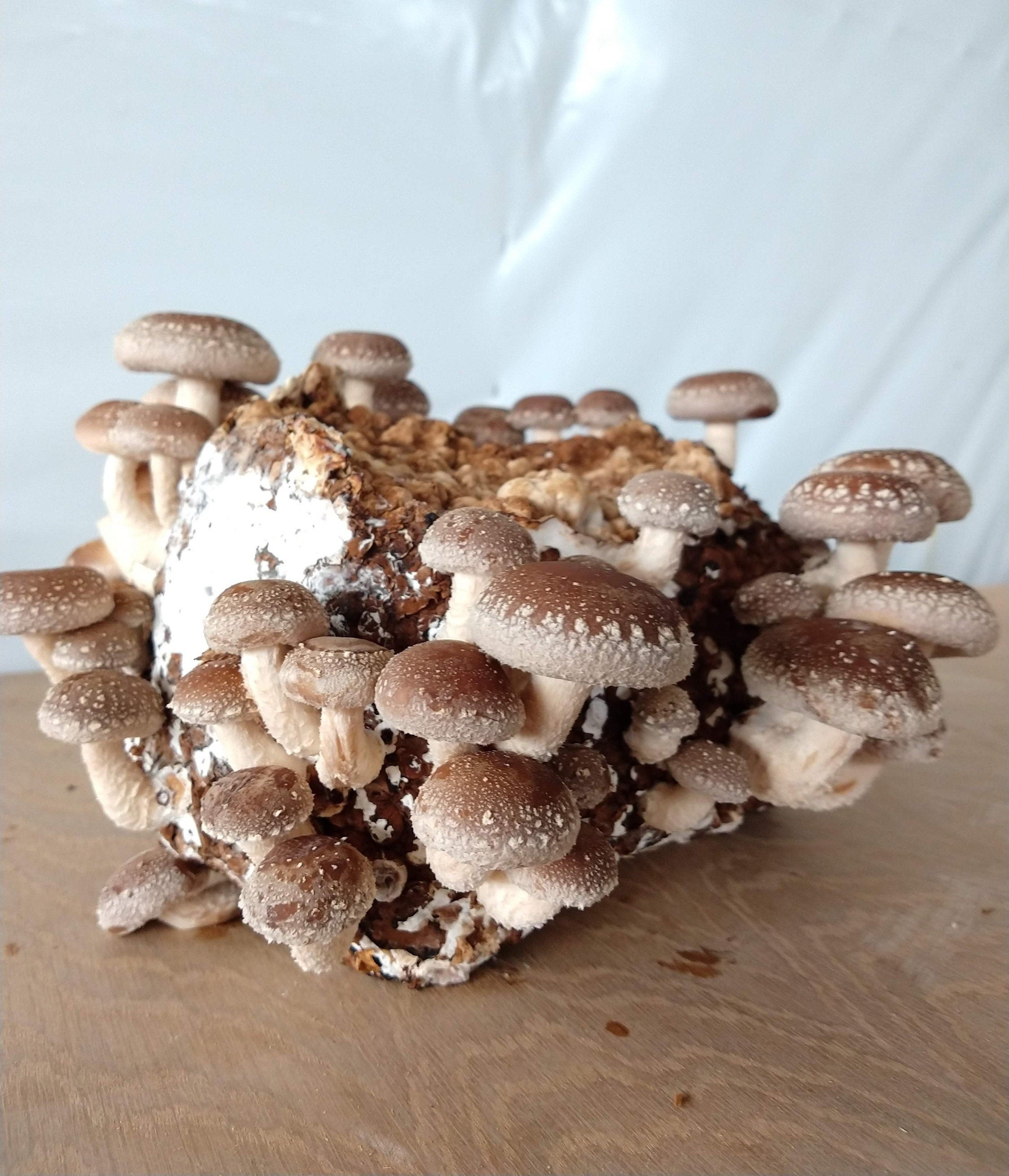 Shiitake Mushroom Ready-To-Fruit Blocks Instructions