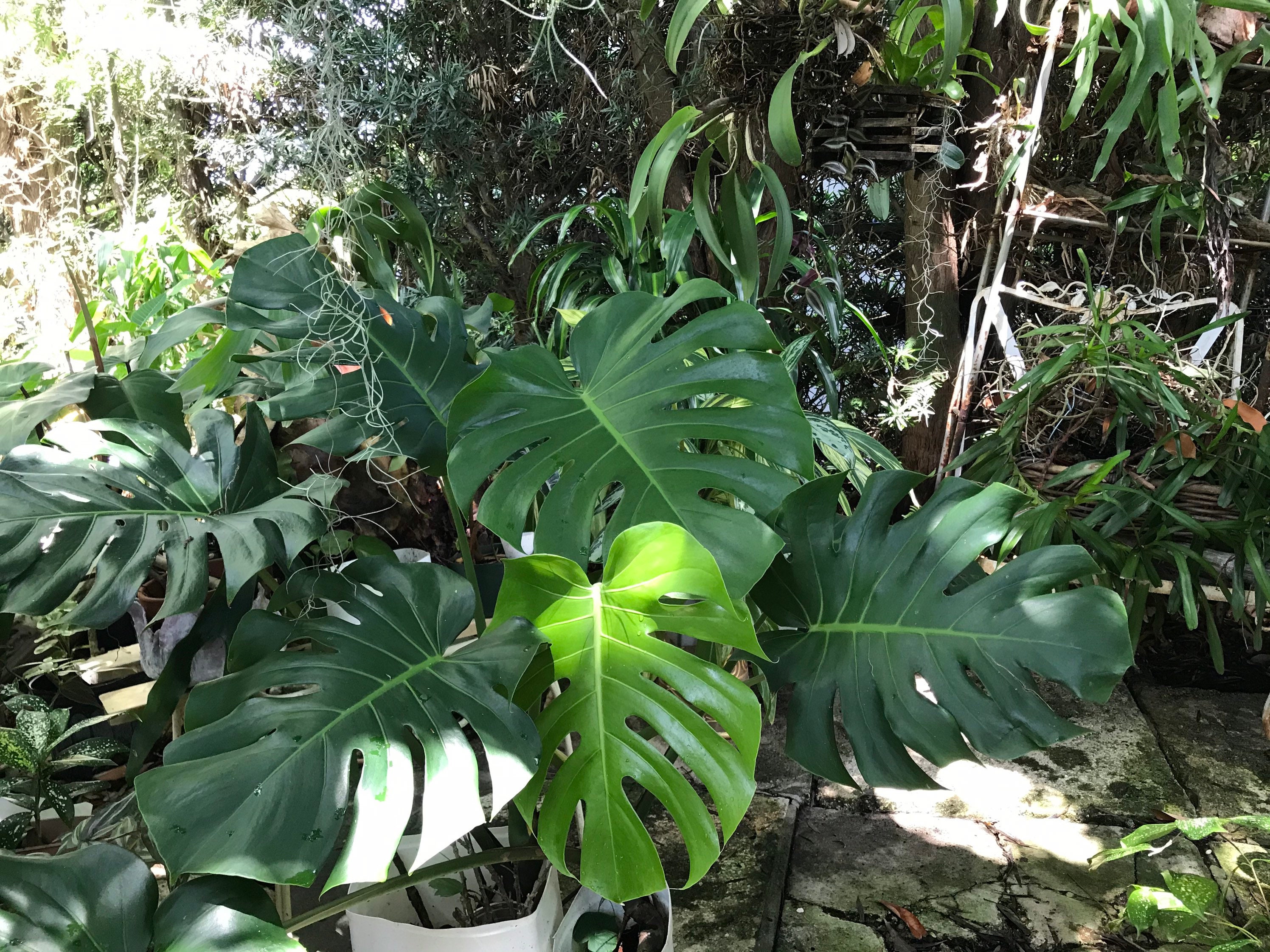 Swiss Cheese Live plant Monstera Deliciosa Collector