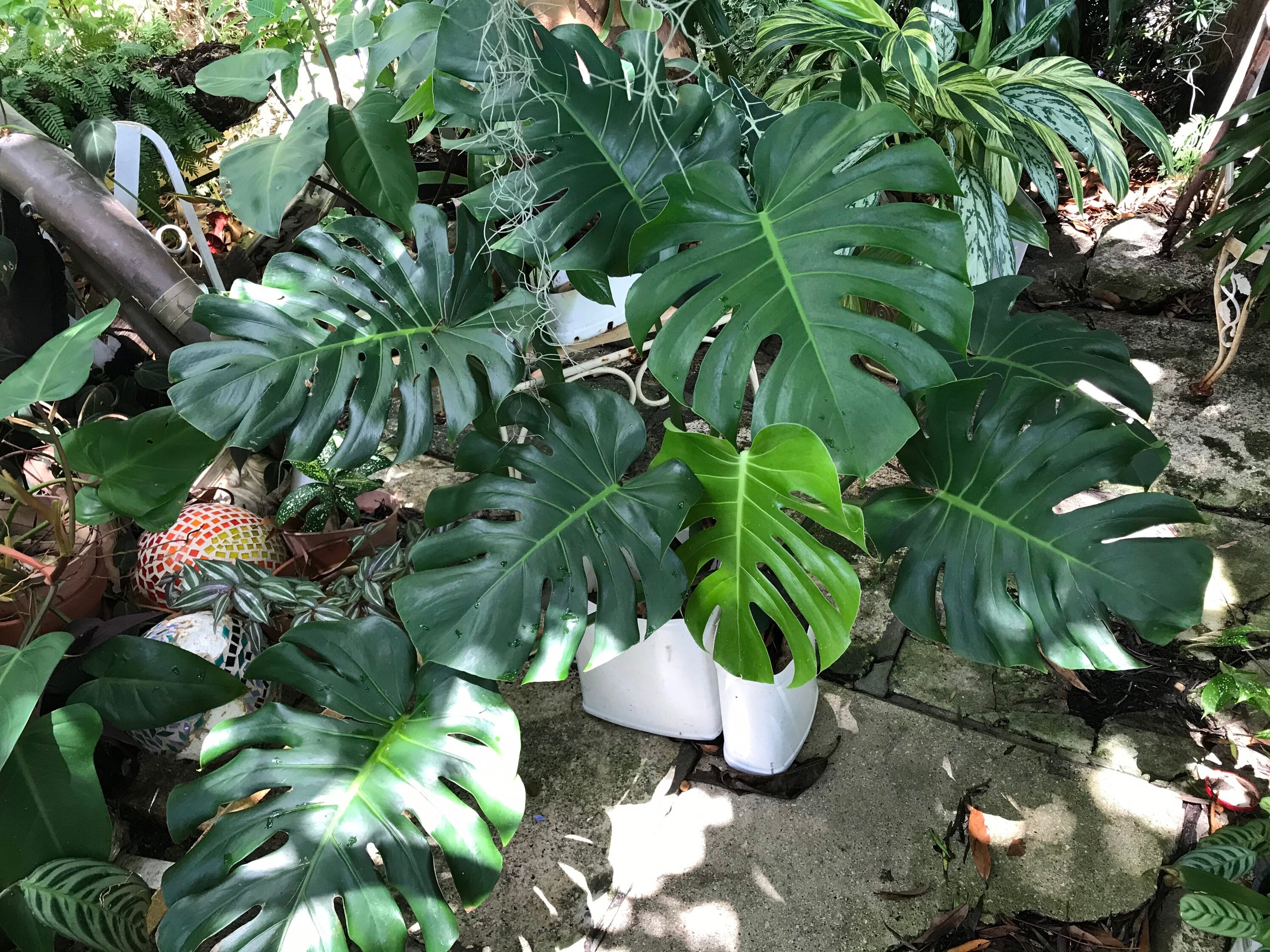 Swiss Cheese Live plant Monstera Deliciosa Collector