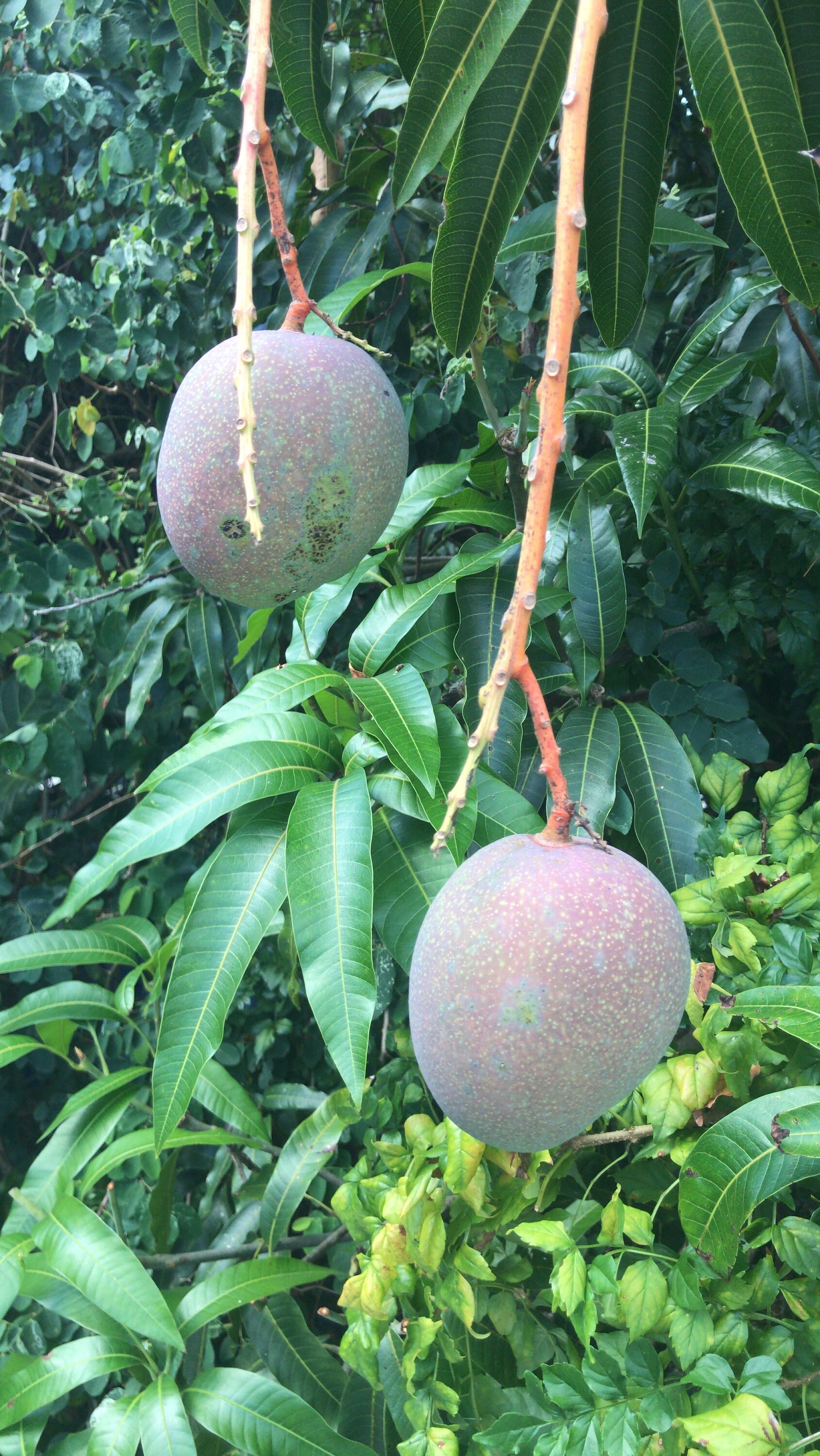 1 live Florida Mango Tree 1 1/2yearold tropical mango tree Etsy