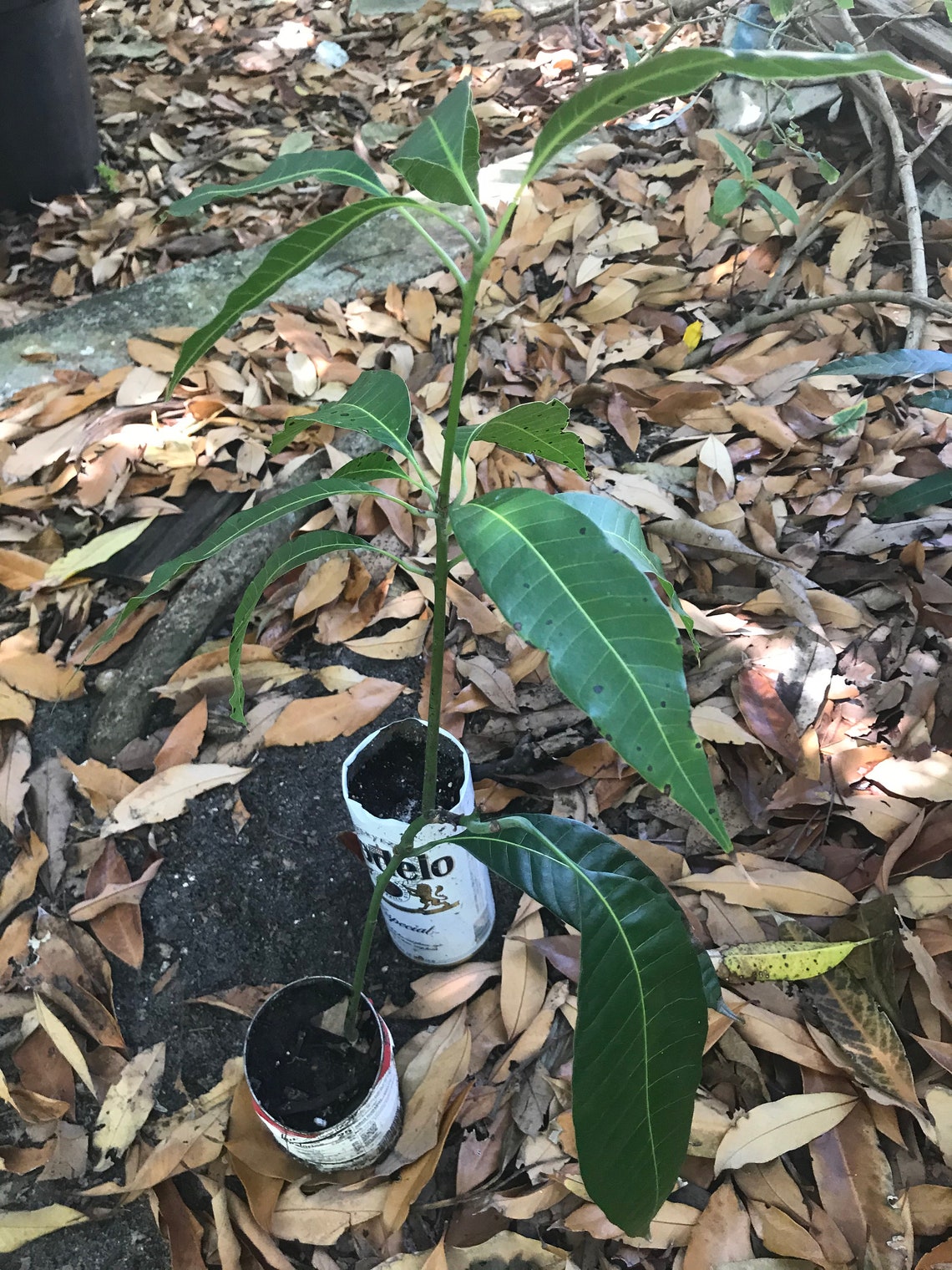 1 live Florida Mango Tree 1 1/2yearold tropical mango tree Etsy