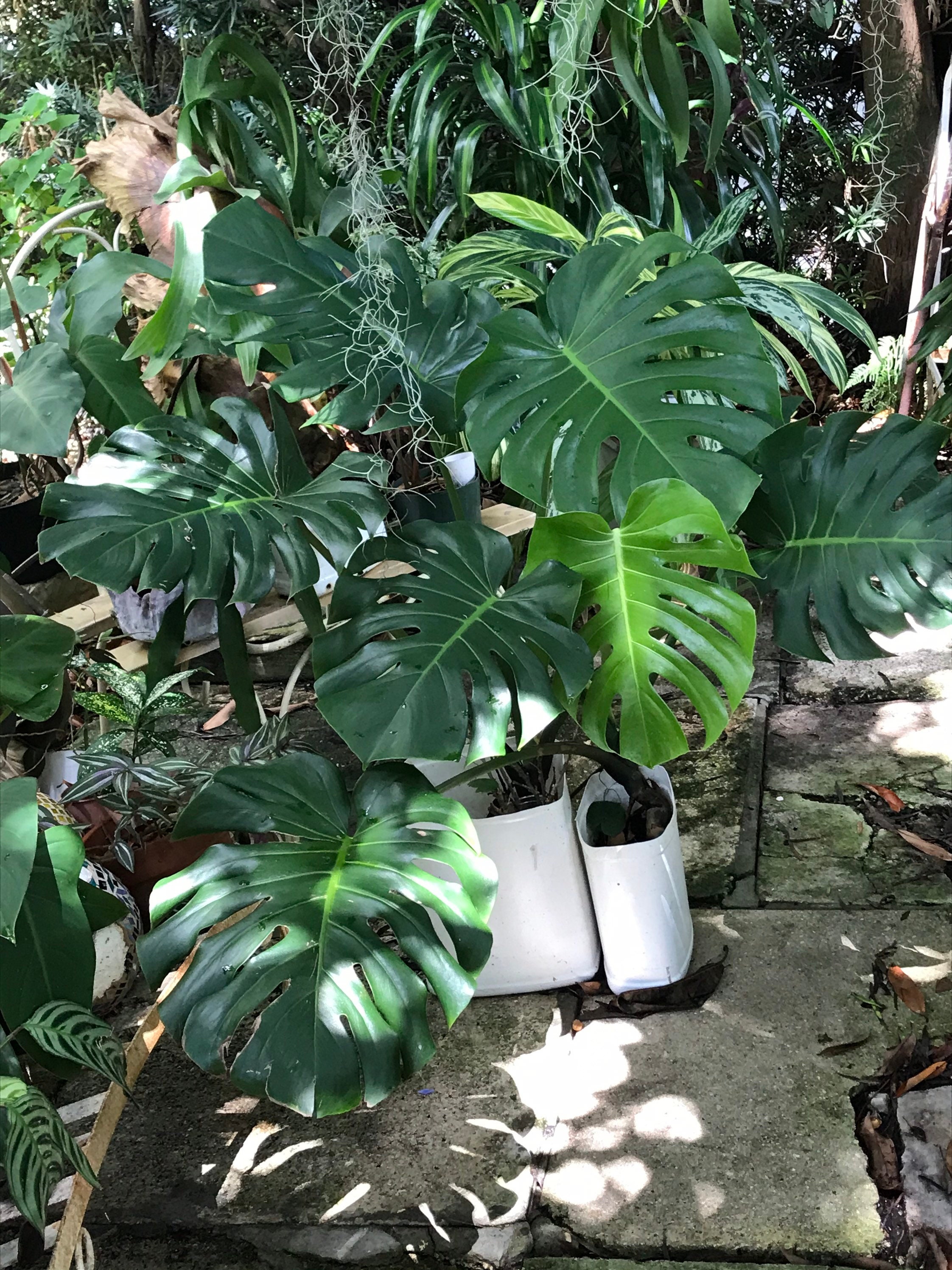 Swiss Cheese Live plant Monstera Deliciosa Collector