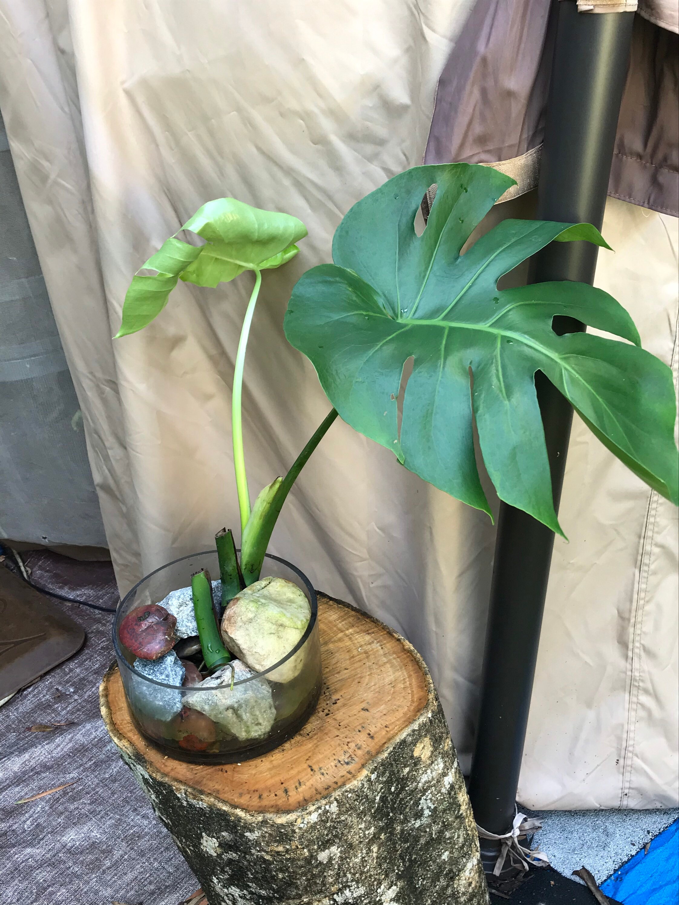 Swiss Cheese Live plant Monstera Deliciosa Collector