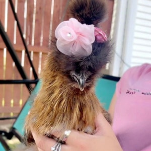 Silkie Headband / Headbands For Silkies