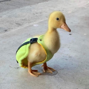 Duck diapers sale