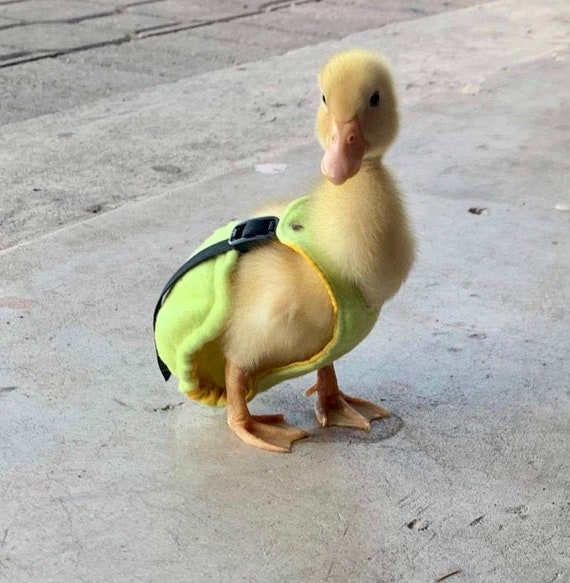 DUCKLING DIAPERS Etsy