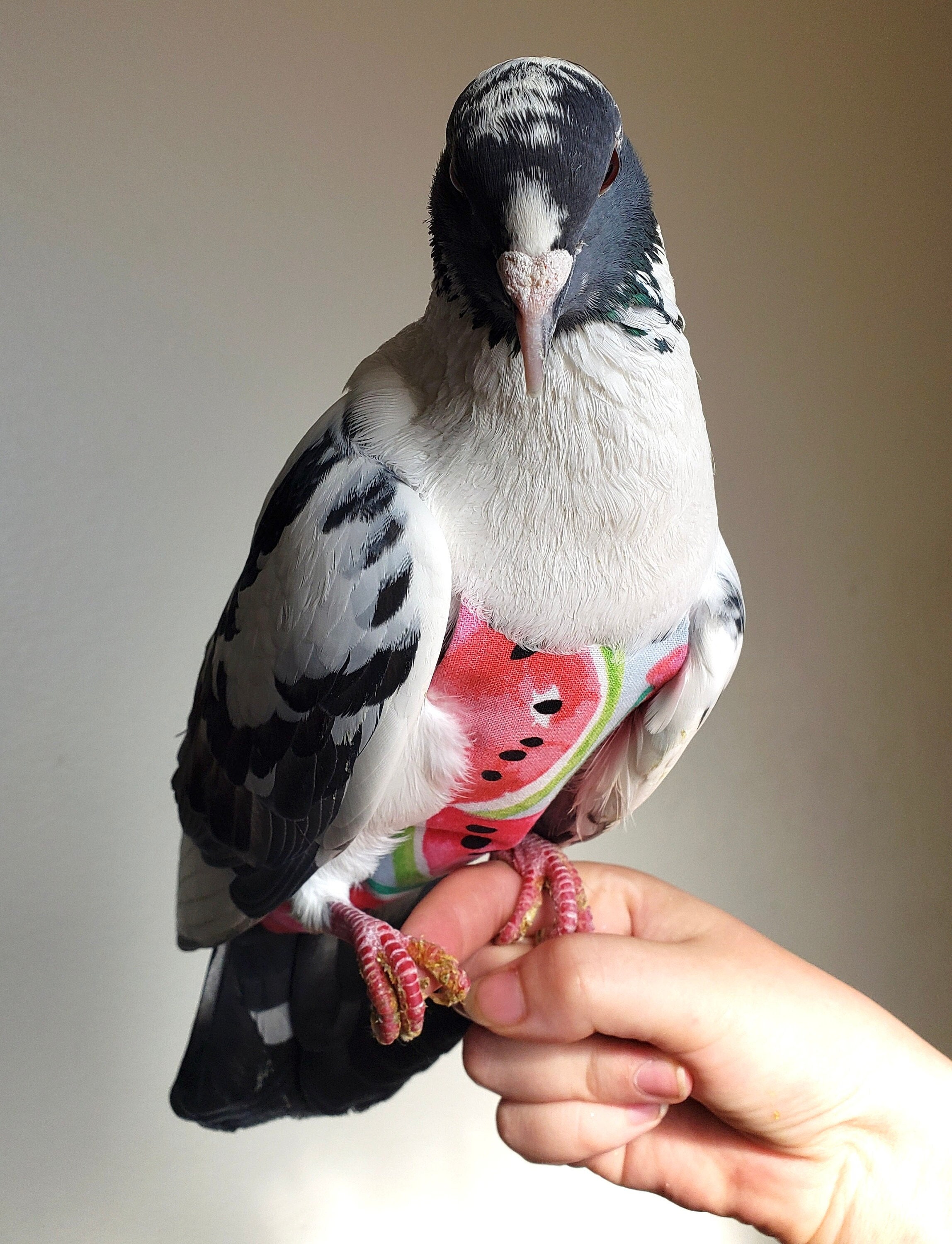 Pigeon diapers online