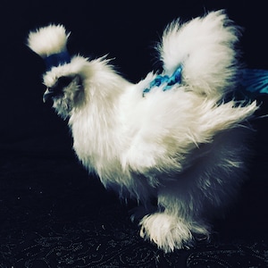 Chicken  Diaper in BATIK AQUA fabric