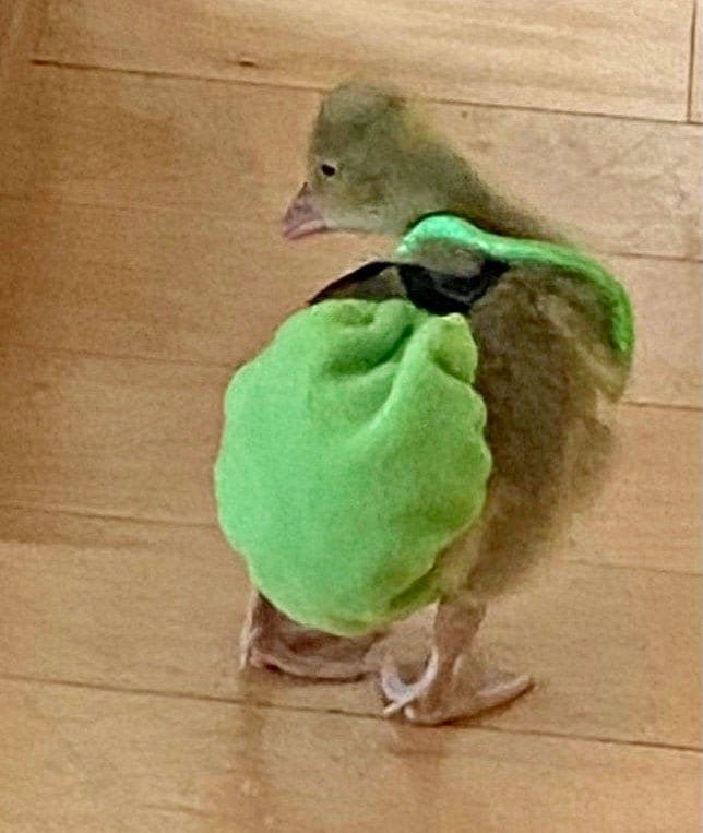 GOSLING DIAPERS