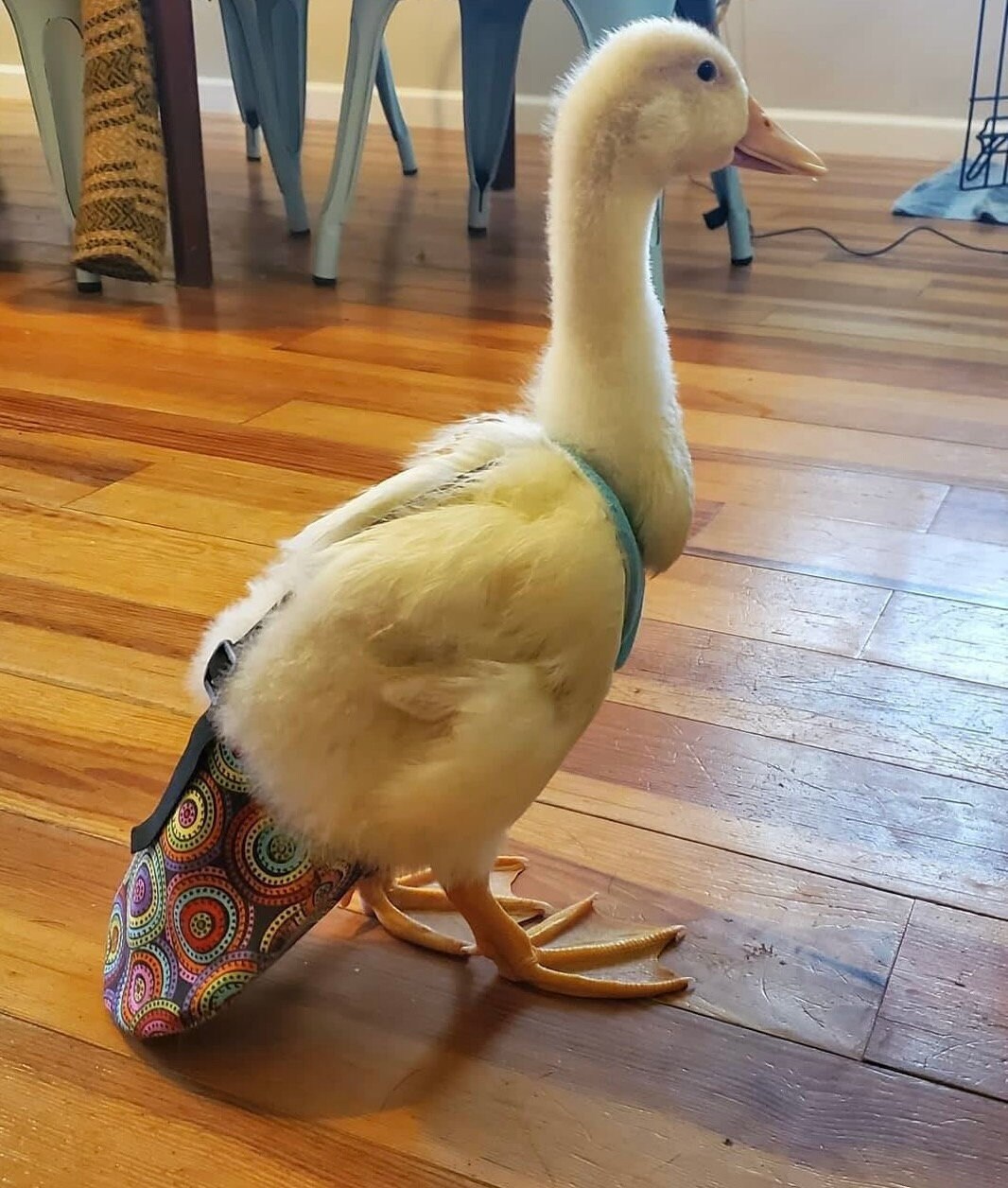 Chicken Duck Diaper with Optional D-Ring for Optional Leash