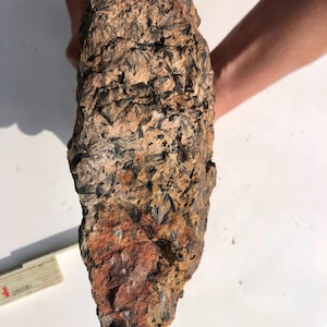 May include: A rough, elongated rock specimen featuring a tan and reddish-brown matrix embedded with numerous black, star-shaped crystal clusters. A white measuring tool is visible at the bottom left, indicating a length of approximately 6 inches.