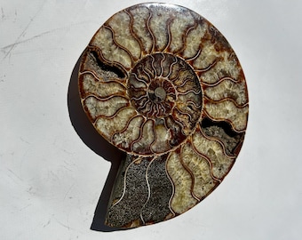 May include: A polished ammonite fossil, showcasing a spiral pattern with brown and cream hues. The fossil's intricate chambers and natural markings are visible, set against a white background. The fossil is a natural history specimen.
