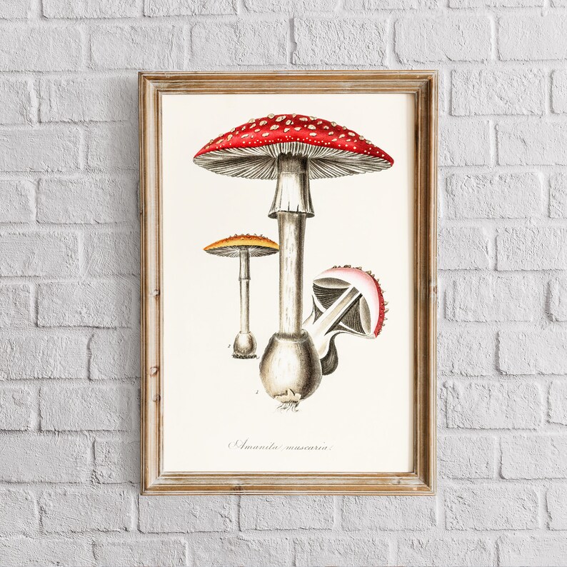 Mushroom Wall Art Vintage Mushroom Art Red Mushroom Decor Etsy