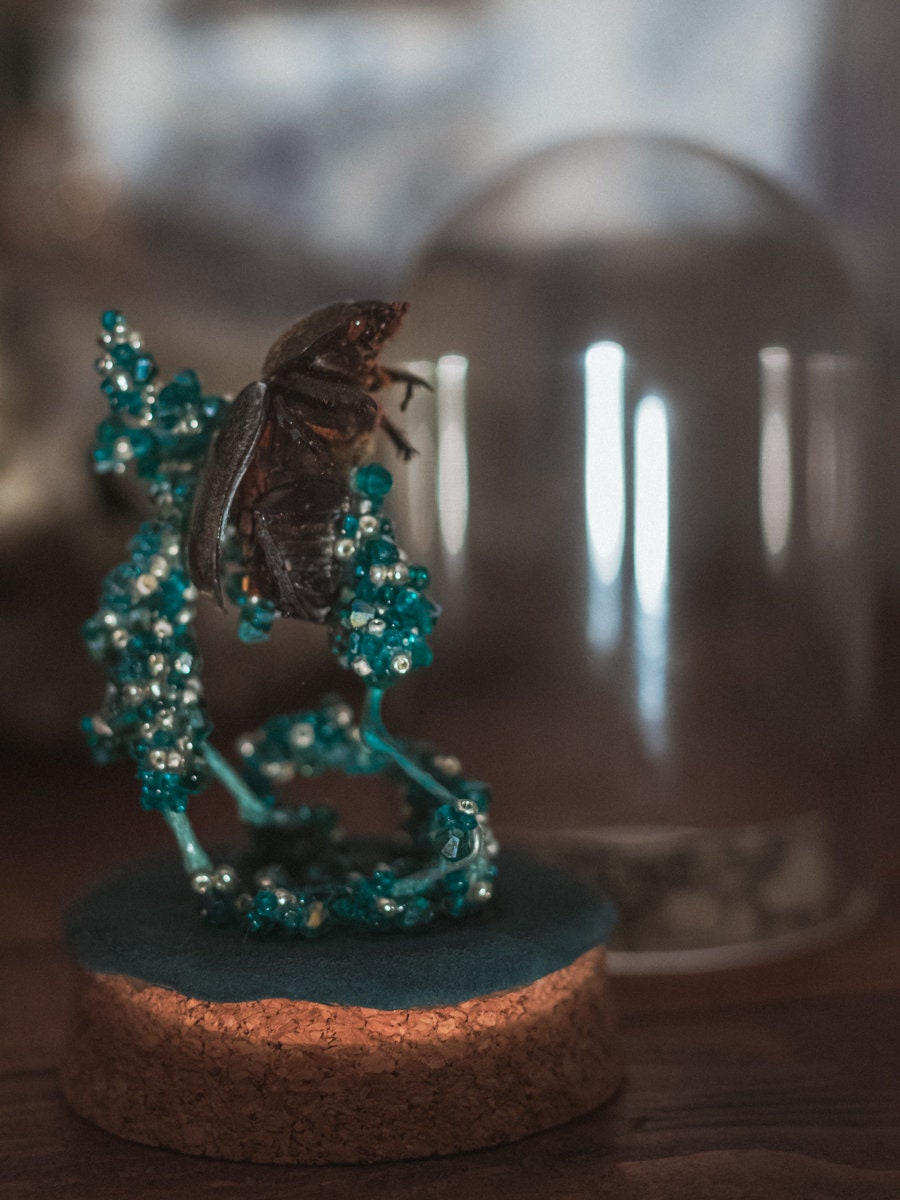 Femelle Dynaste Gideon