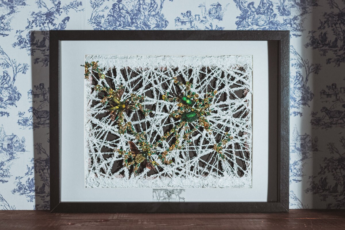 Lamprima Adolphinae et Chrosocroa Castelnaudi sur Toile