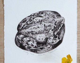 FROG ART - drypoint print, toad art, original print, handprinted gift