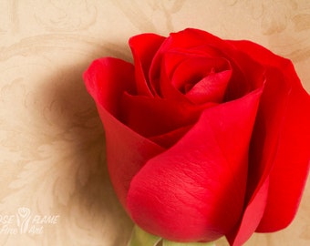 red rose flower vs beige I Premium 5x7 Folded Greeting Card I Frameable Giclee Print I Photography by Jennifer Dahlquist I Special Gift