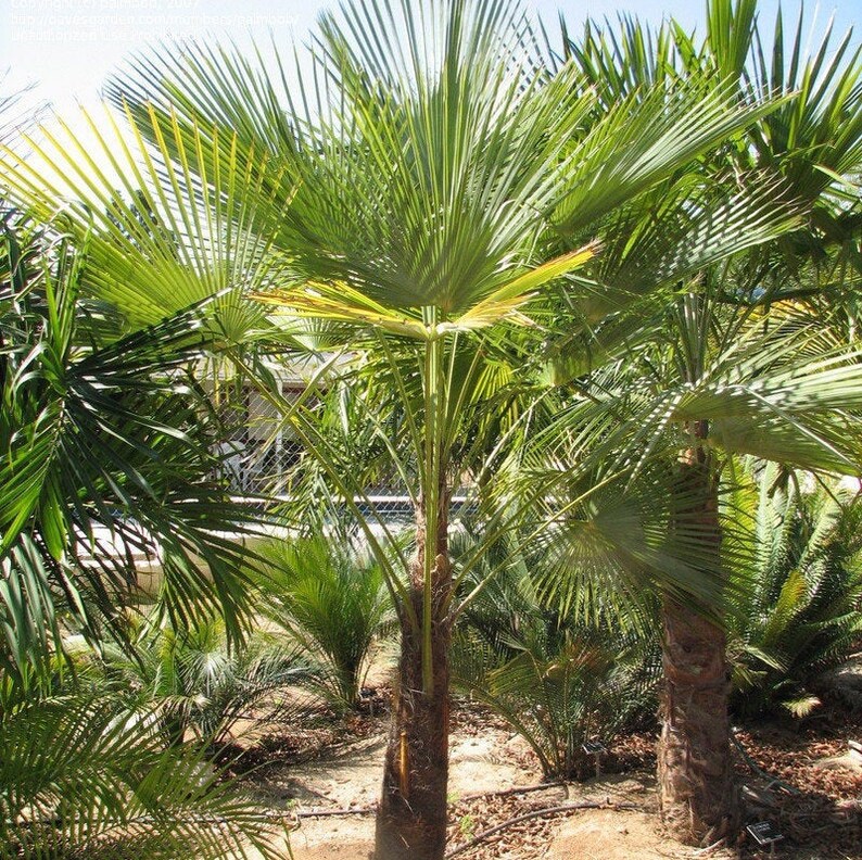 Trachycarpus Fortunei 'nova' Windmill Palm COLD HARDY Etsy