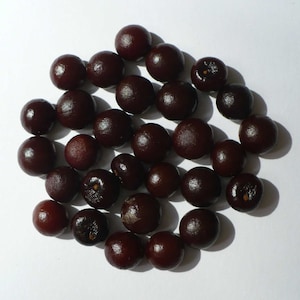 Sabal minor ‘McCurtain&#39; COLD HARDY Seeds