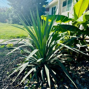 Yucca recurvifolia &#39;OR&#39; - Curved Leaf Yucca COLD HARDY