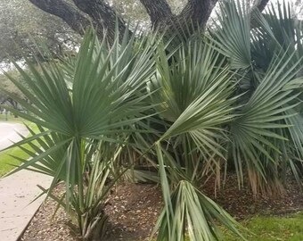 Sabal minor &#39;High Desert&#39; Palm - COLD HARDY