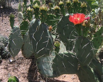 Prickly Pear Cactus 'Sandstone Sunrise' (O. woodsii hyb) - COLD HARDY zone 5! (Live Pads)