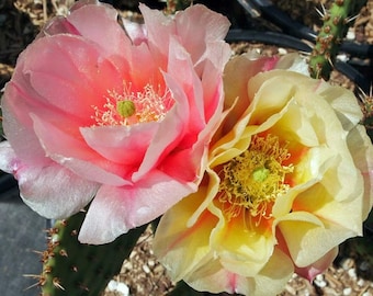 Prickly Pear Cactus 'Pina Colada' (Opuntia charlestonesis) Pads & Plants - COLD HARDY zone 4!