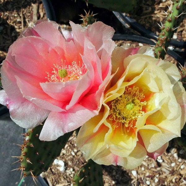 Prickly Pear Cactus 'Pina Colada' (Opuntia charlestonesis) Pads & Plants - COLD HARDY zone 4!