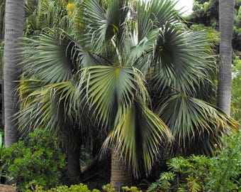 Sabal blackburniana ‘Blackburns Sabal’ Palm Tree - COLD HARDY