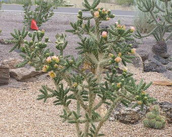 taxus eibe hecke Eibe  Taxus baccata (Hecke)  Blupf by Kitzinger