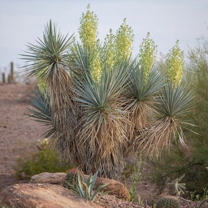 Yucca rigida Oregon - 'Blue Yucca' COLD HARDY zone 5 - Live plant!