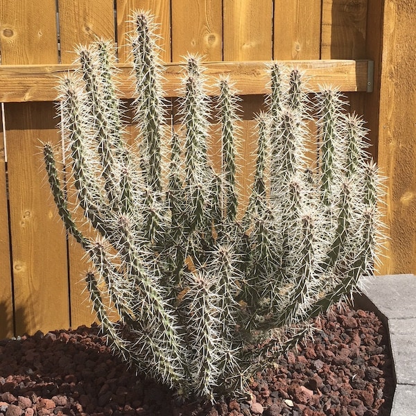 Whipple's Cholla Cactus (Cylindropuntia whipplei) - COLD HARDY zone 5 Live Stems & Plants!