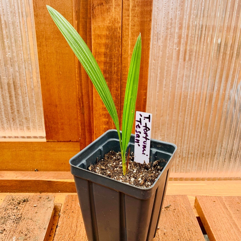 Trachycarpus fortunei 'Tesan' Windmill Palm COLD HARDY