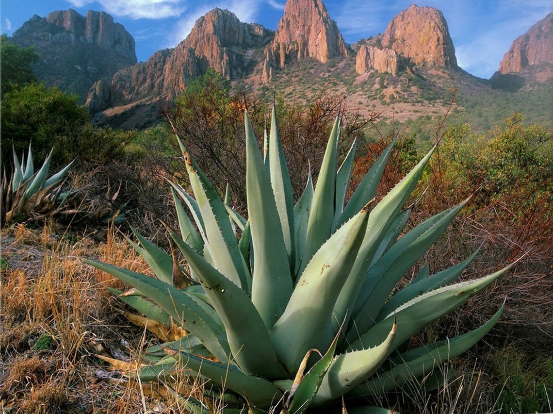 Agave havardiana 'Oregon' Century Plant COLD HARDY | Etsy Cold Hardy Agave Plants For Sale