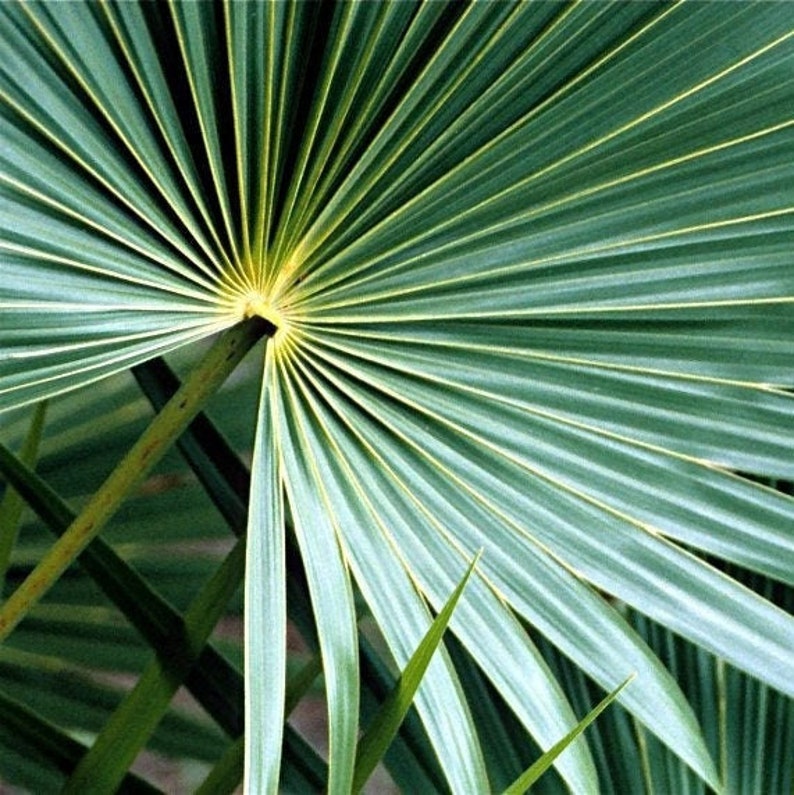 Trachycarpus fortunei 'Winsan' Windmill Palm COLD HARDY