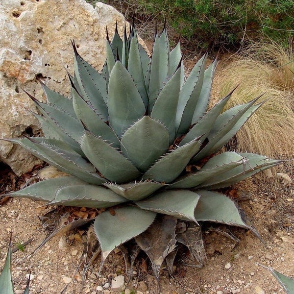 Agave havardiana 'Oregon' Century Plant - COLD HARDY ZONE 6 - Live plant!