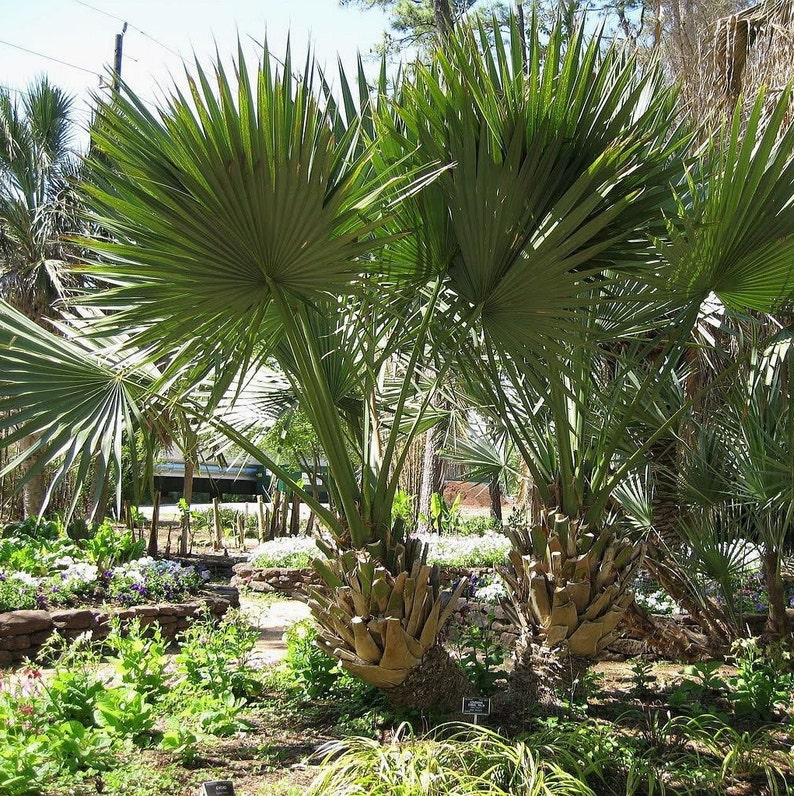 Sabal oregon Palm Tree COLD HARDY Oregon Zone 6 Live Etsy