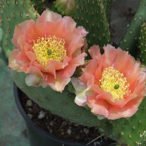 Beavertail Cactus 'Apricot Glory' (Opuntia aurea hyb) Live Pads & Plants - COLD HARDY zone 4!