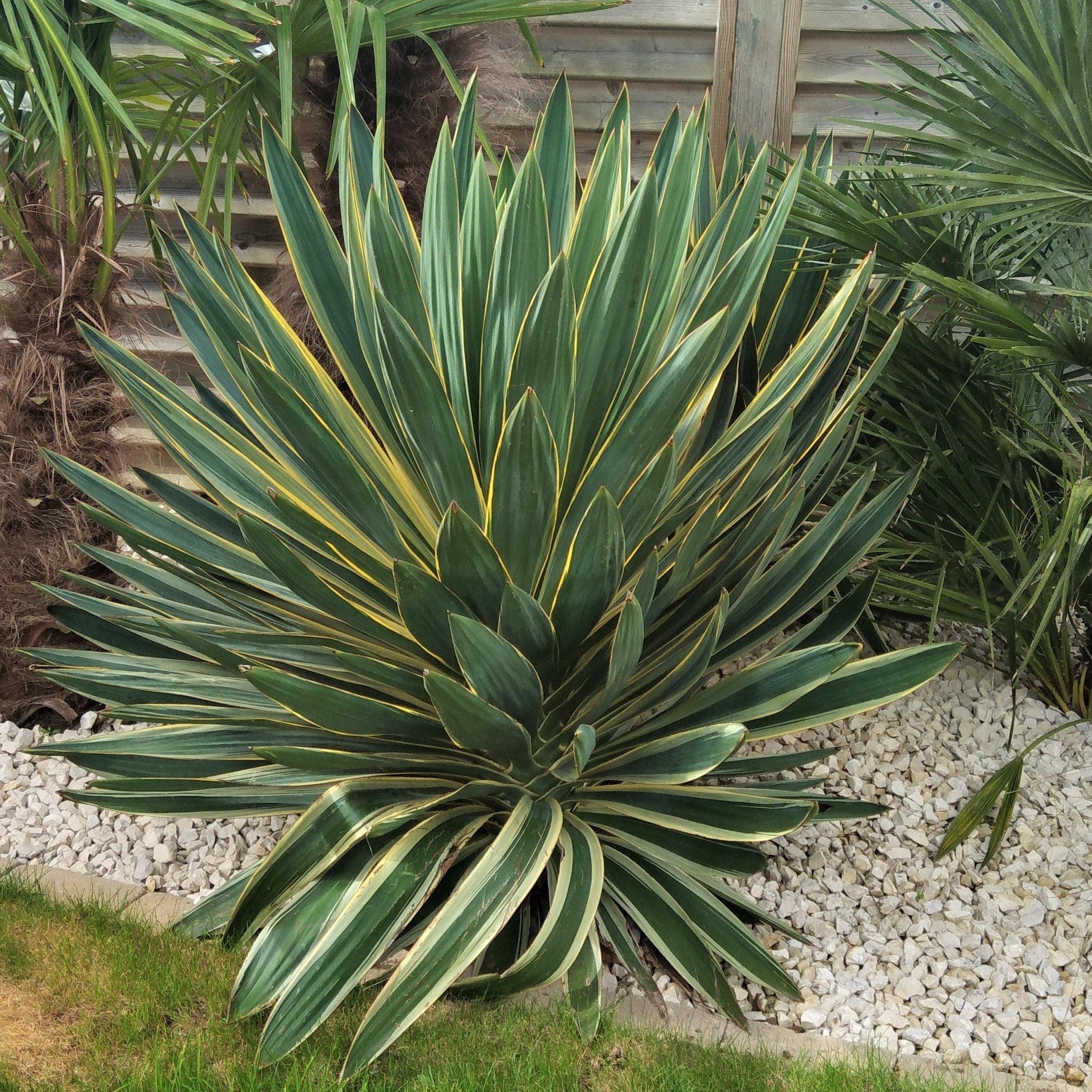Yucca Gloriosa 'variegata' Spanish Dagger COLD HARDY - Etsy Canada