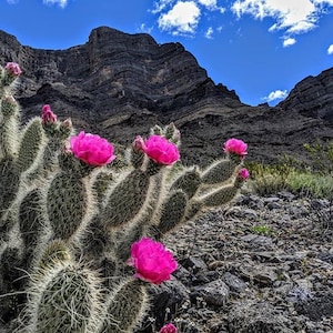 Prickly Pear Cactus &#39;Hot Pink&#39; (Opuntia polyacantha) - COLD HARDY zone 4! LIVE Pads!