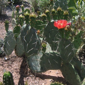 Prickly Pear Cactus &#39;Wildfire&#39; (O. woodsii hyb) COLD HARDY
