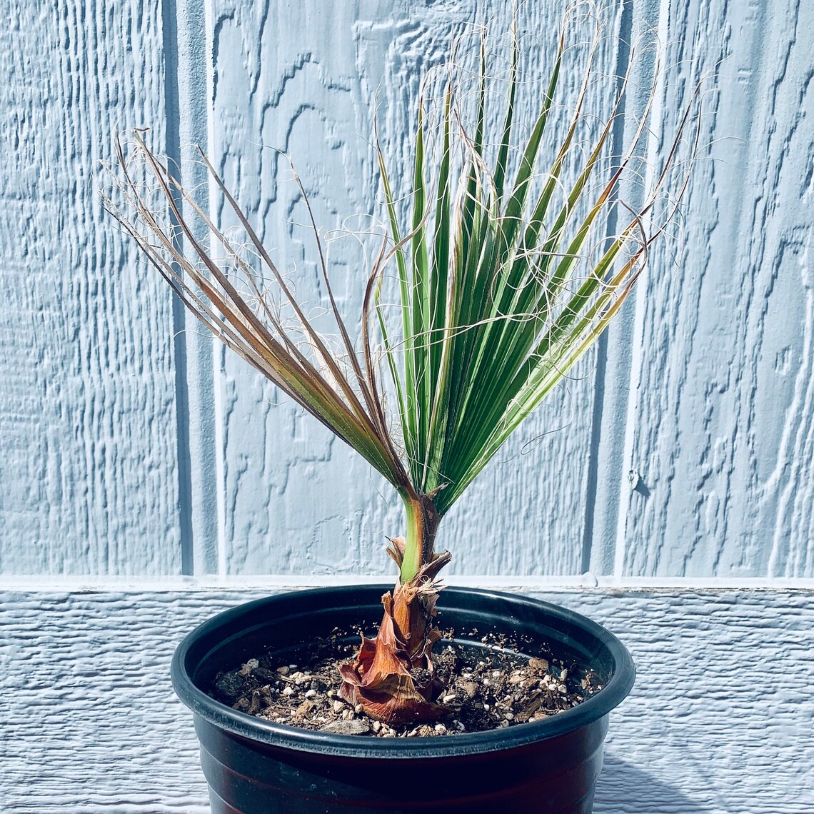 Washingtonia filifera 'Oregon High Desert' COLD HARDY | Etsy