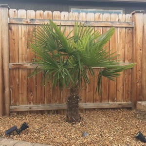 Trachycarpus fortunei ‘Bulgaria’ Windmill Palm COLD HARDY