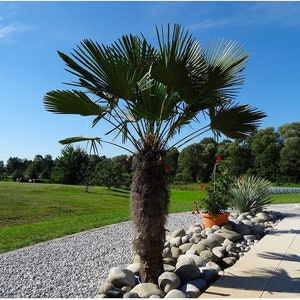 Trachycarpus fortunei 'Tesan' Windmill Palm COLD HARDY