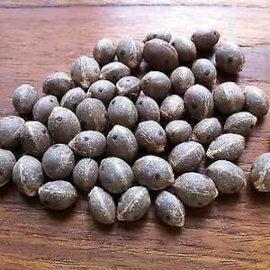 Butia capitata (odorata) Pindo Palm - COLD HARDY SEEDS!