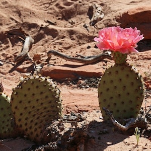 Beavertail Cactus 'Red Canyon' (Opuntia auera) Live Pads & Plants - COLD HARDY zone 4!
