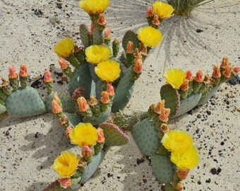 Beavertail Cactus 'Kanab Blue' (Opuntia aurea) Live Pads & Plants - COLD HARDY zone 4!