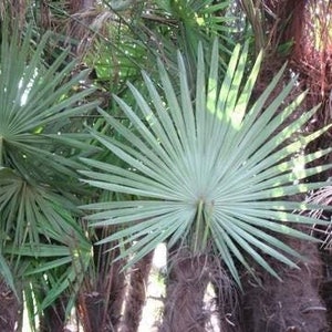 Trachycarpus fortunei 'Winsan' Windmill Palm COLD HARDY