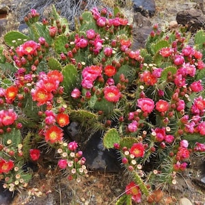 Prickly Pear Cactus 'Sandstone Sunrise' (O. woodsii hyb) - COLD HARDY zone 5! (Live Pads)